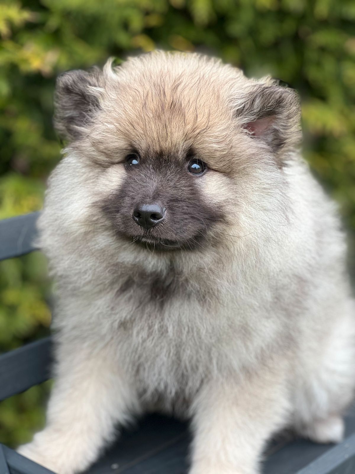 Keeshond