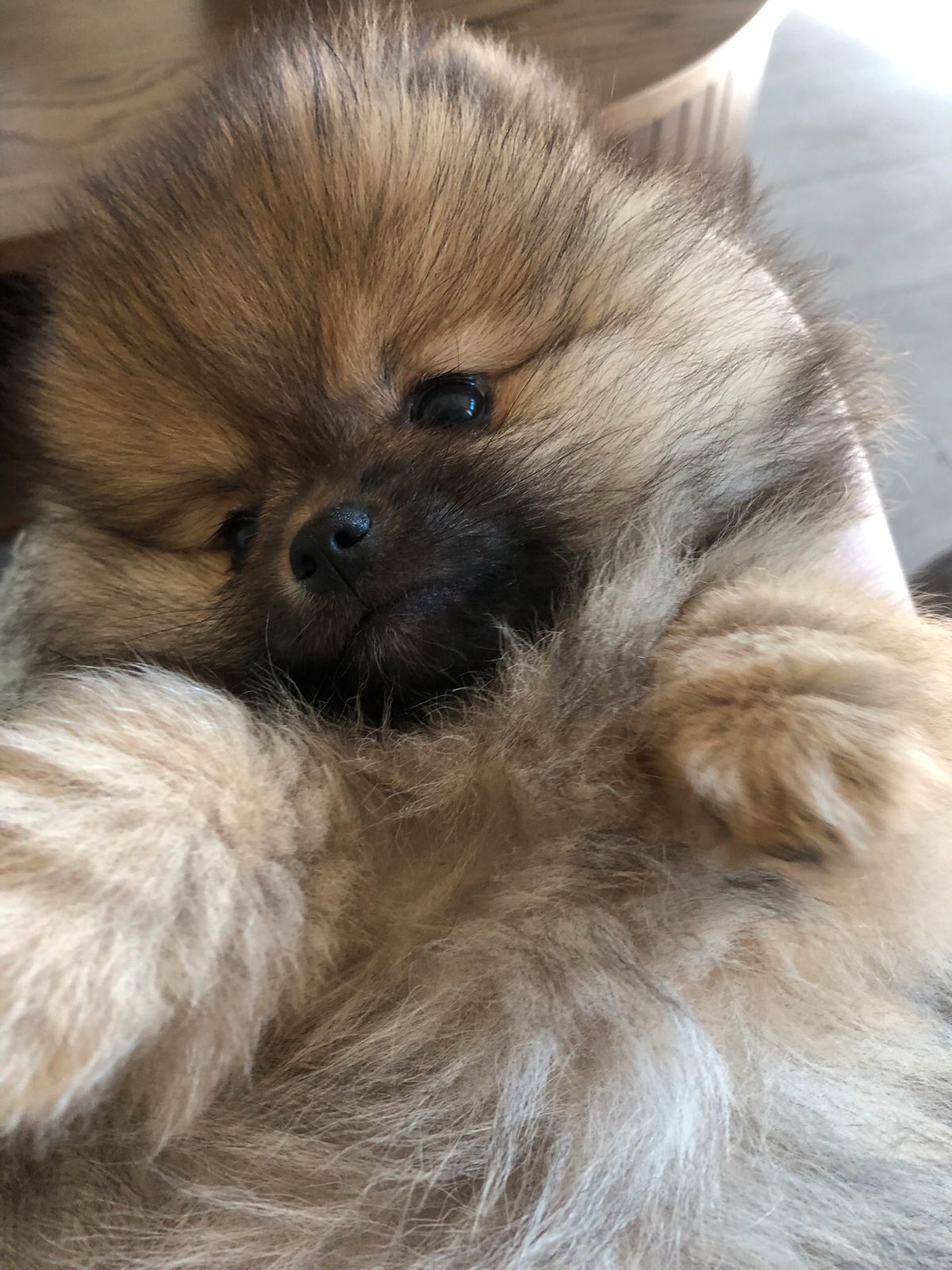 Pomeranian