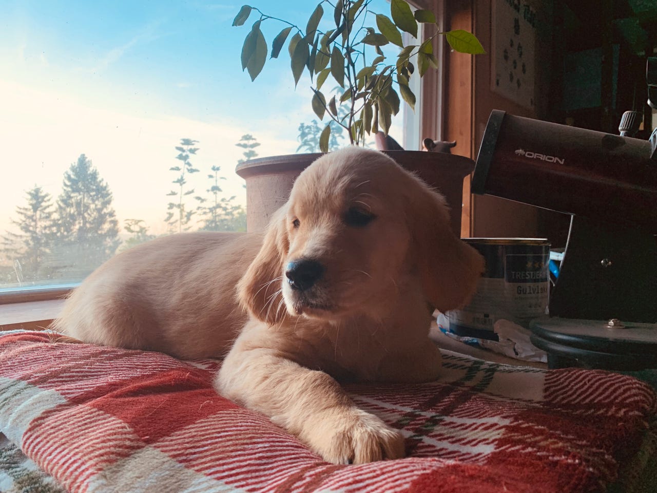 Golden retriever