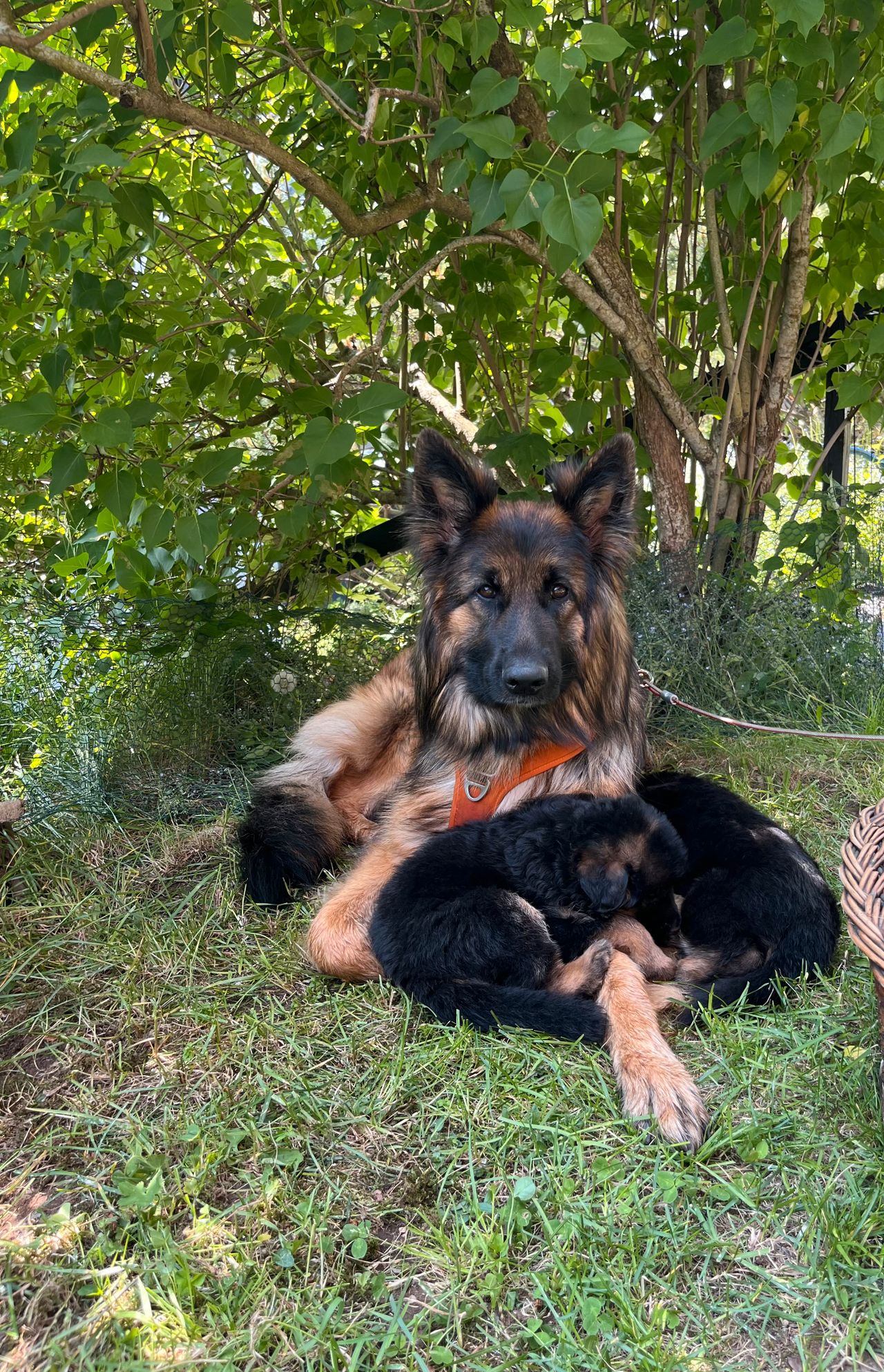 Schäferhund langhår