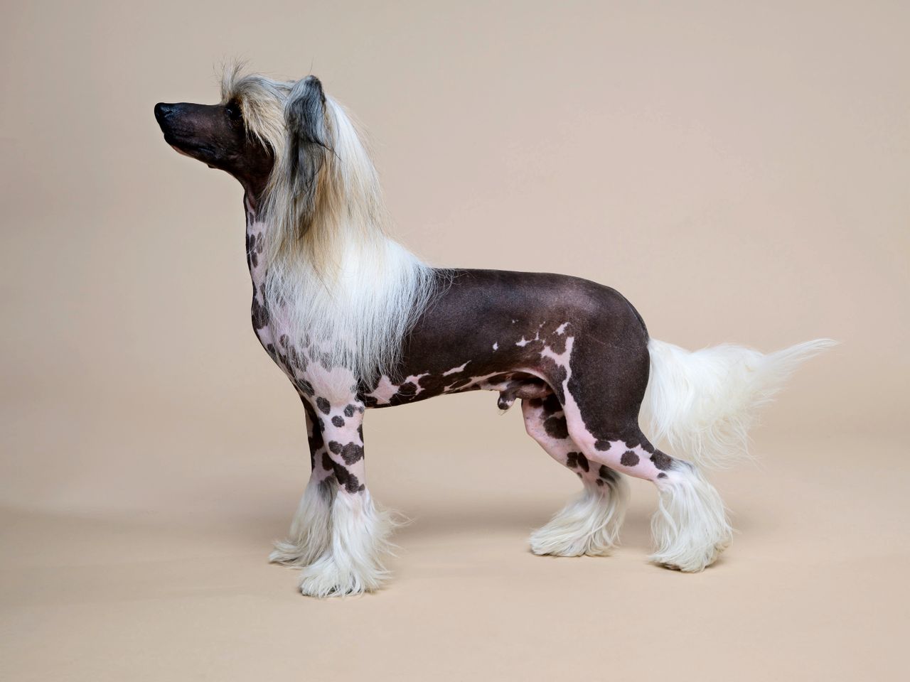 Chinese crested