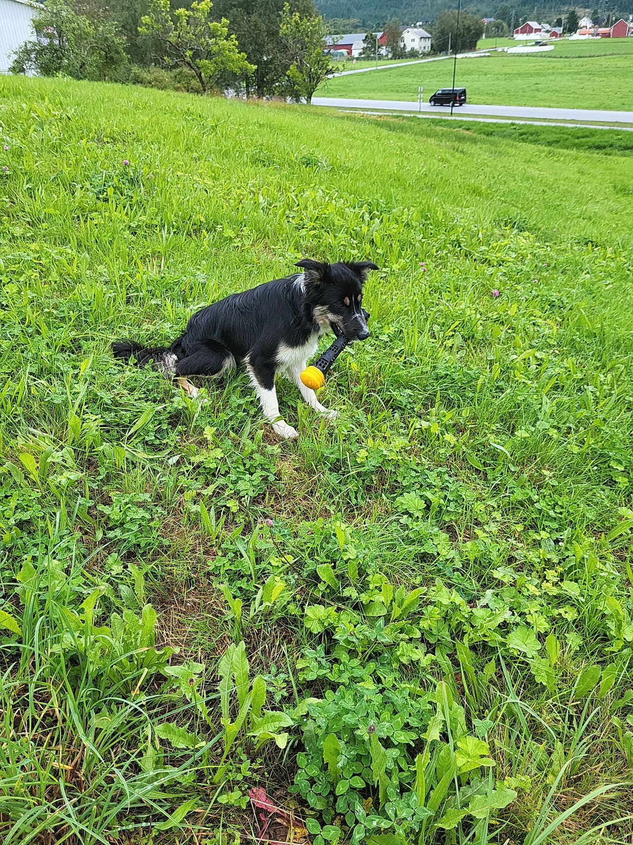 Border collie