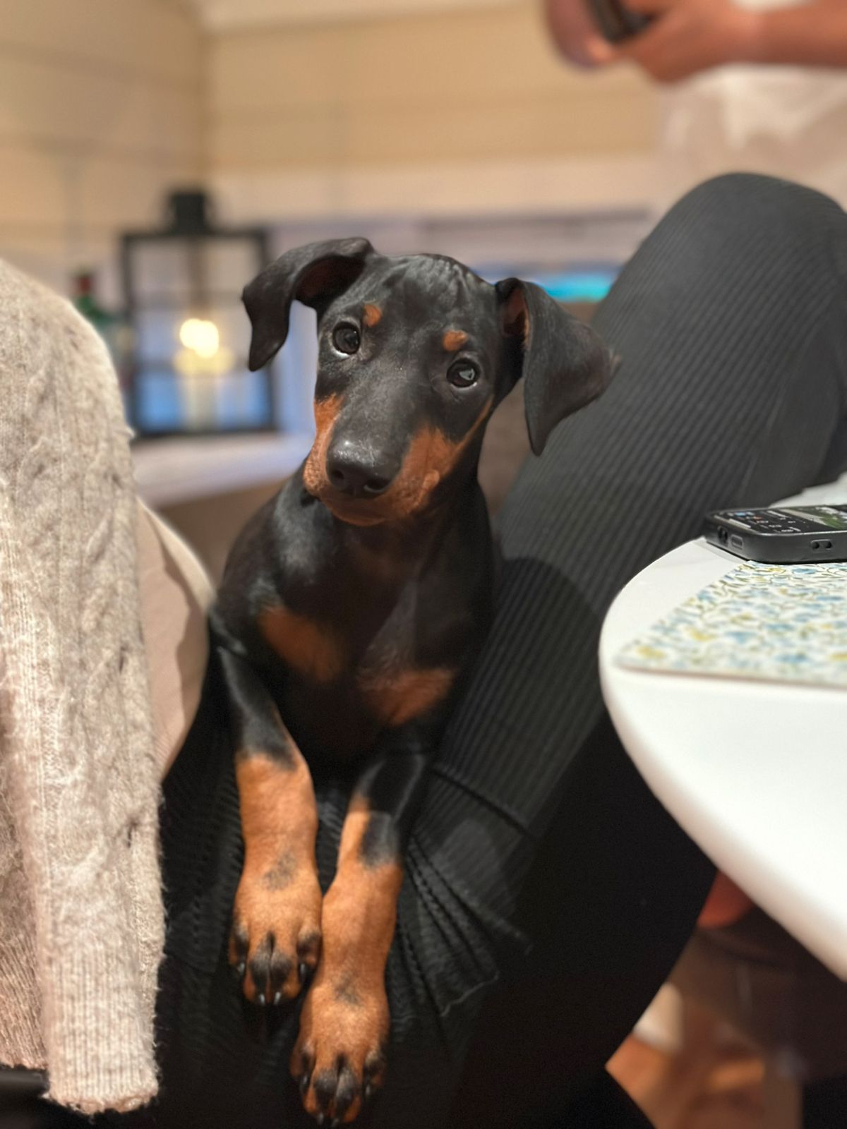 Manchester terrier