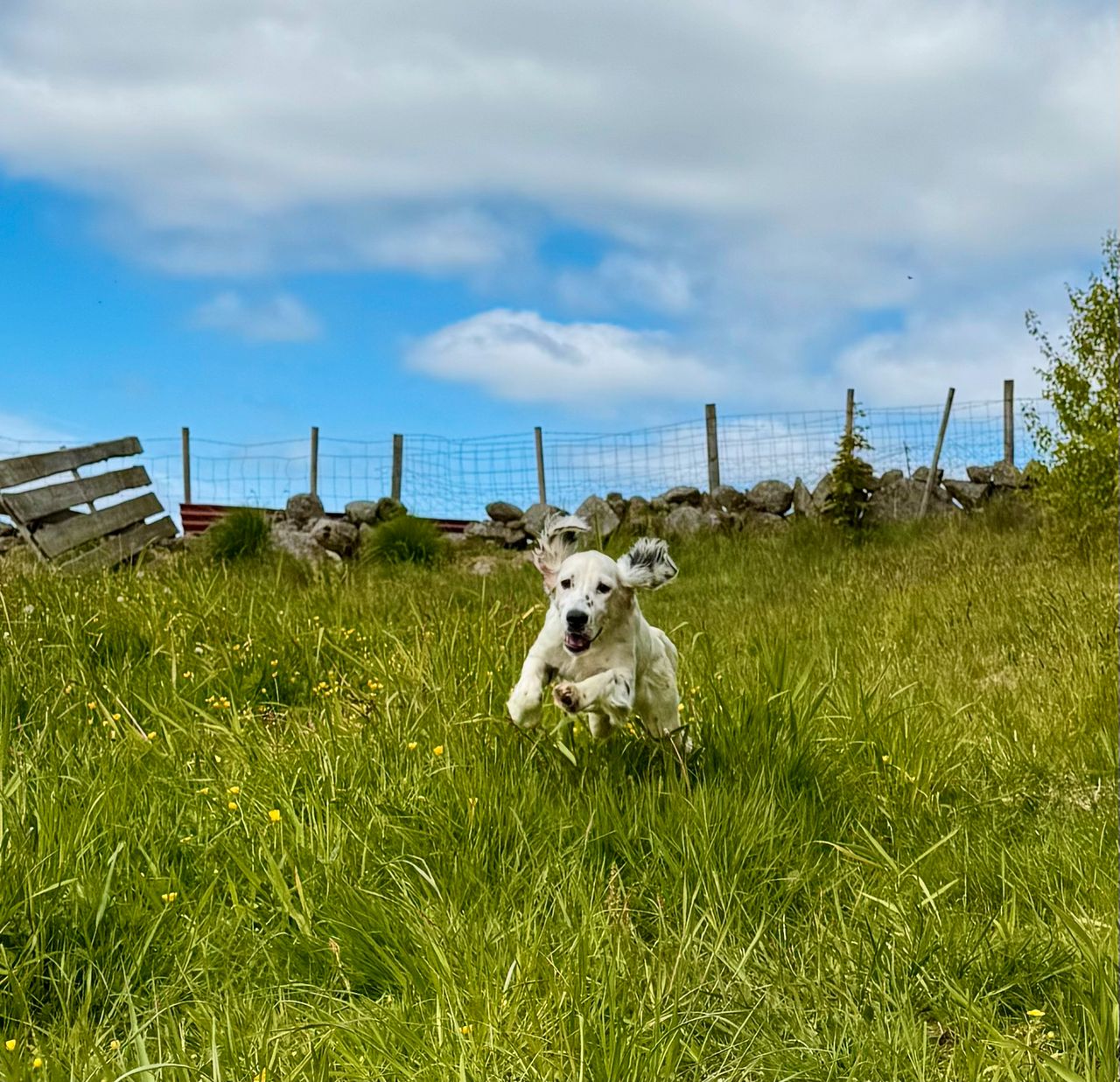 Engelsk setter