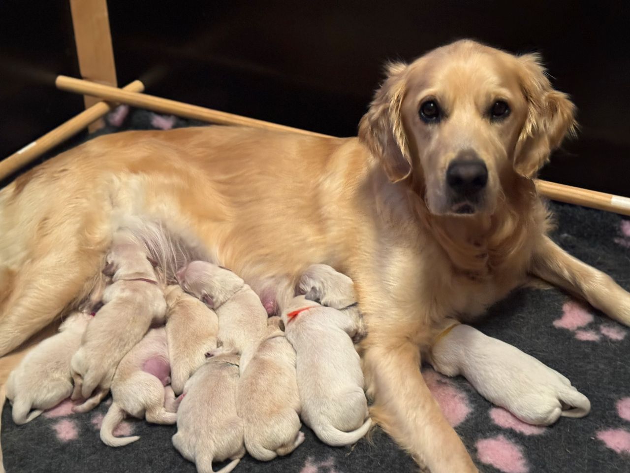 Golden retriever