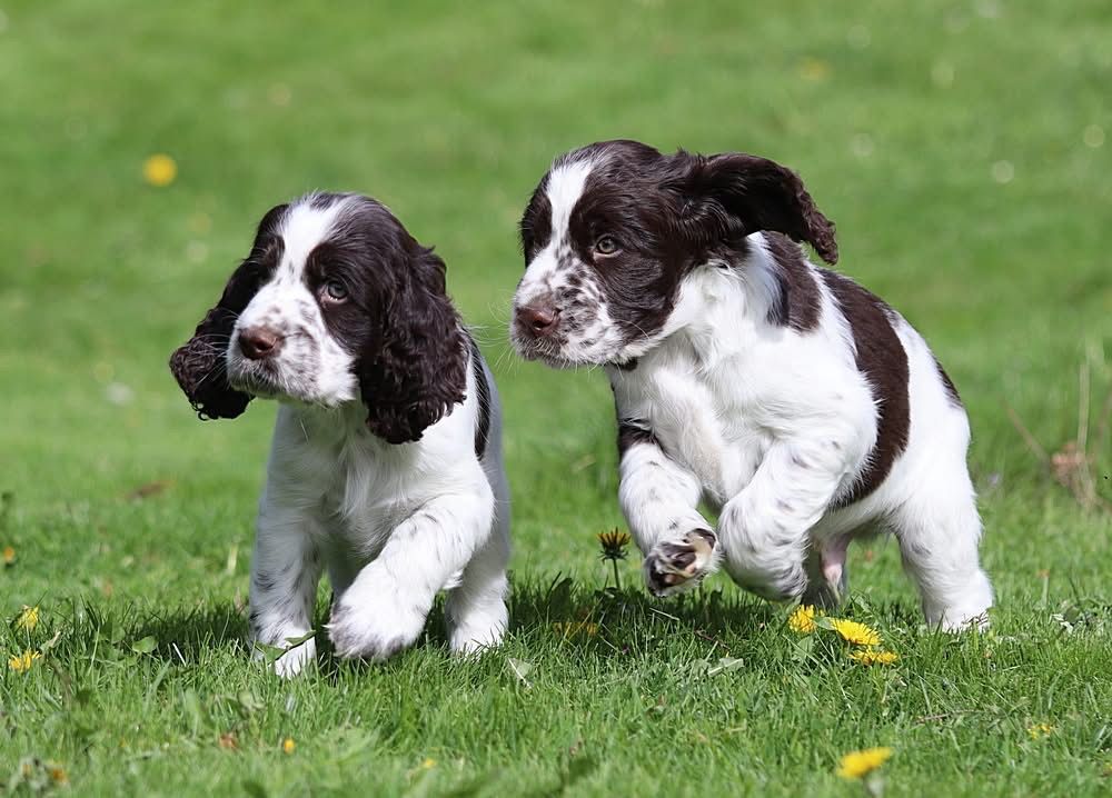 Engelsk springer spaniel