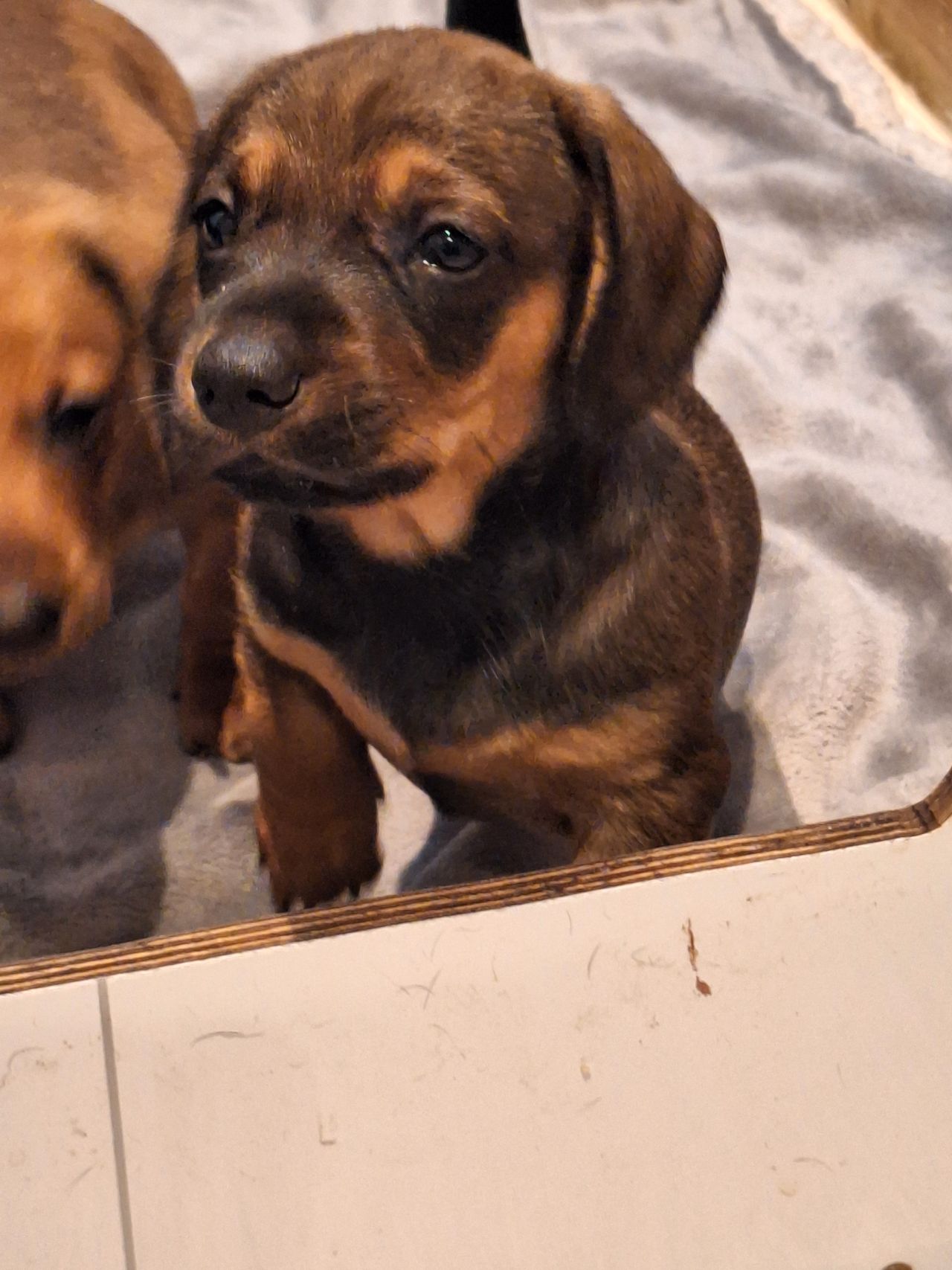 Dvergdachshund korthåret