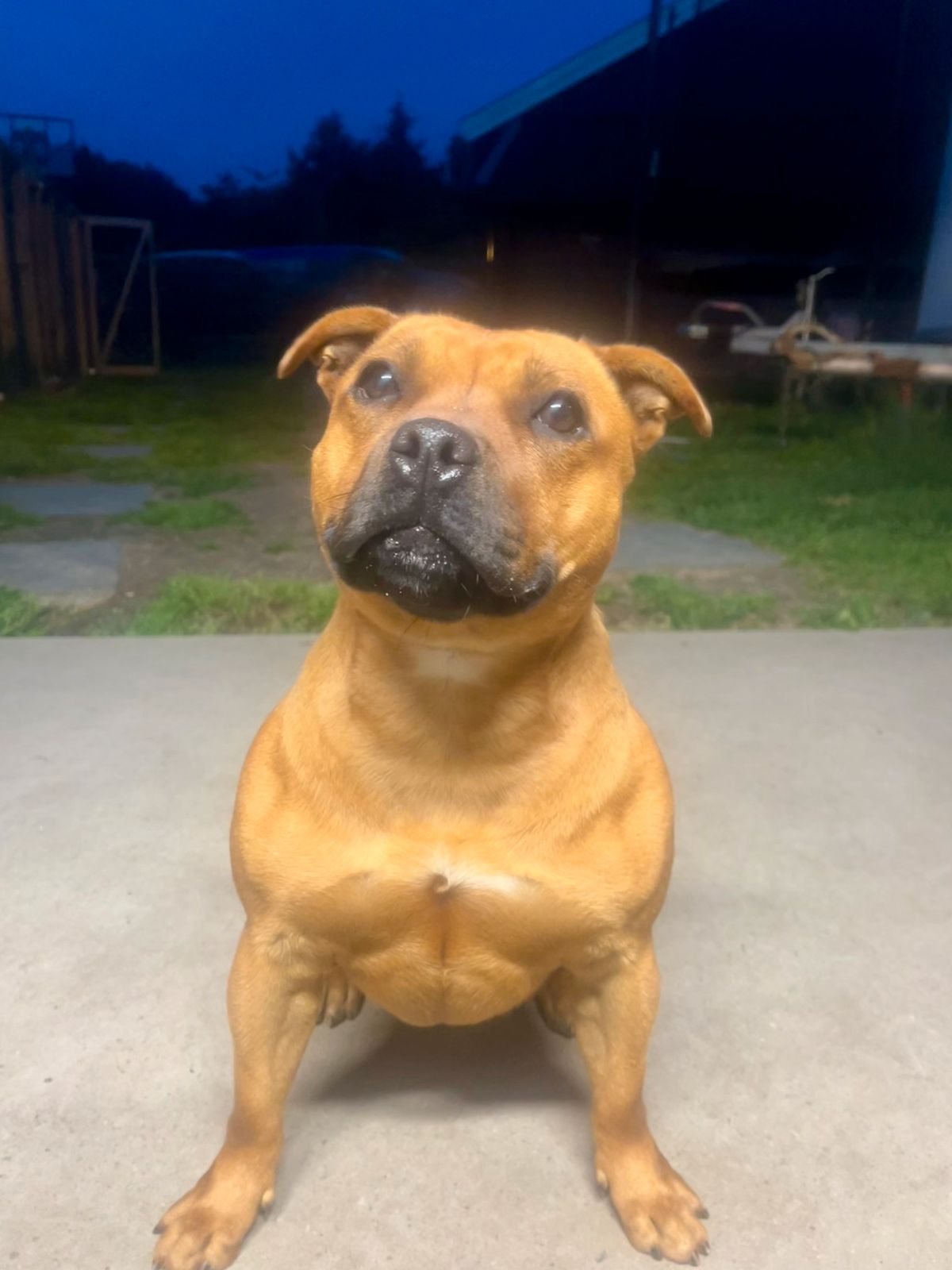 Staffordshire bull terrier