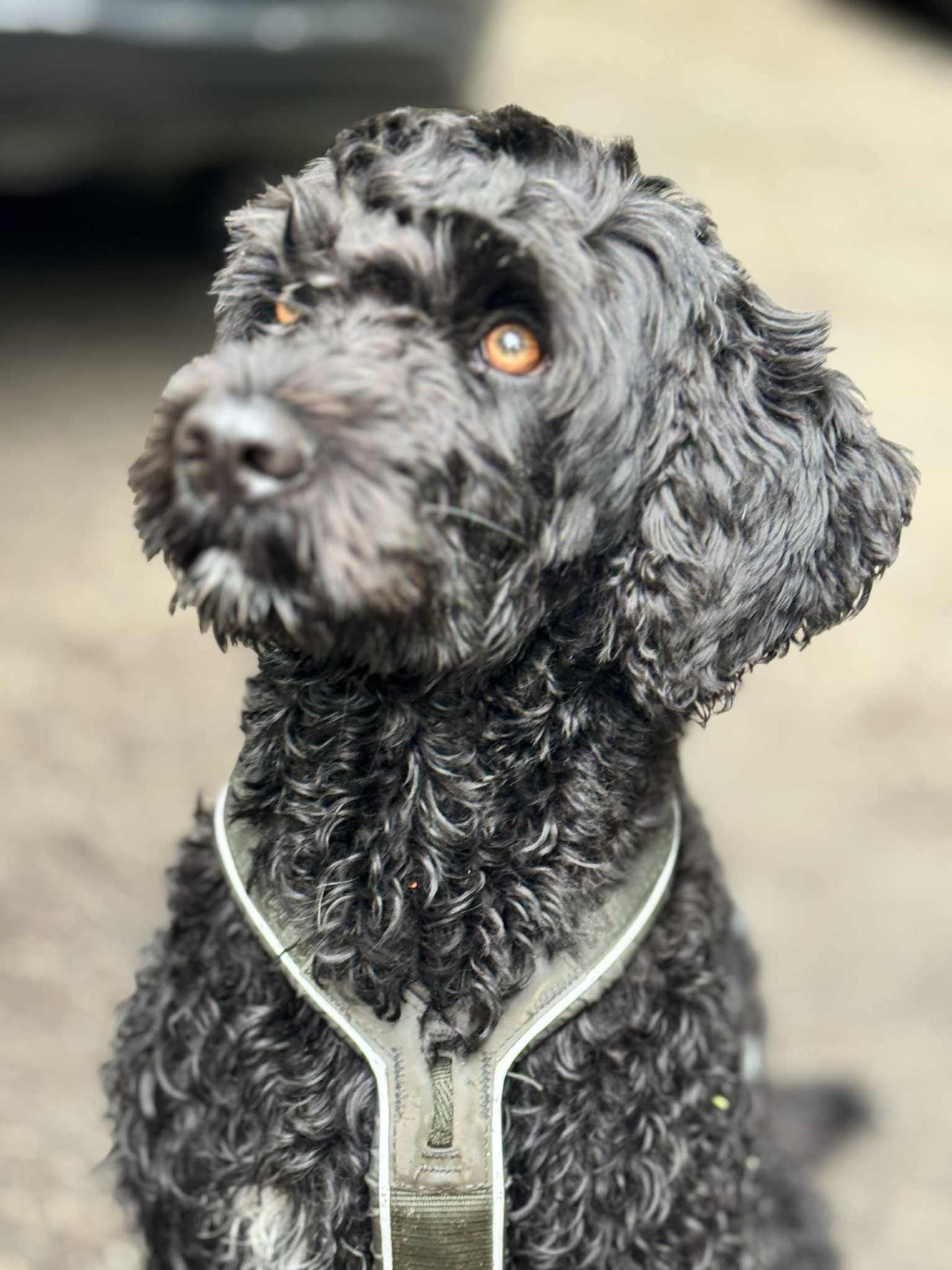 Portugisisk vannhund