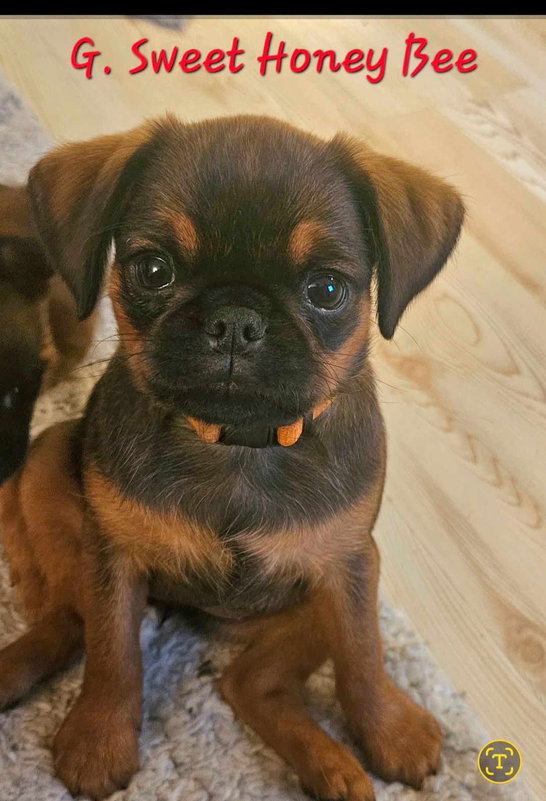 Petit brabancon
