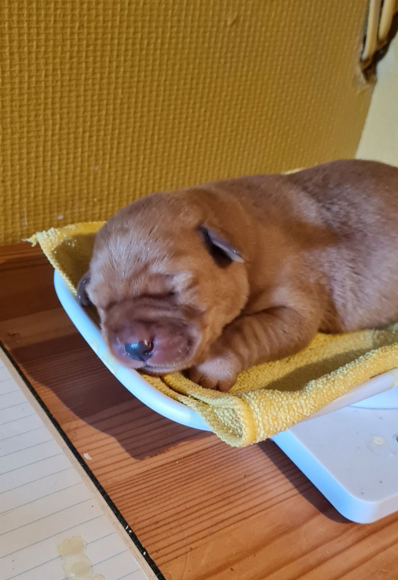 Labrador retriever