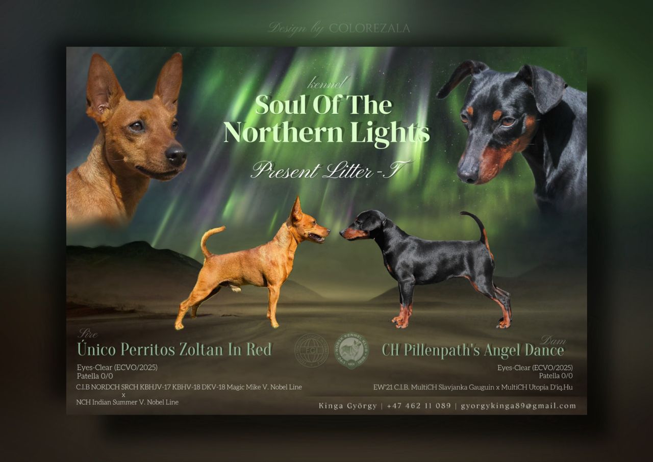 Dvergpinscher