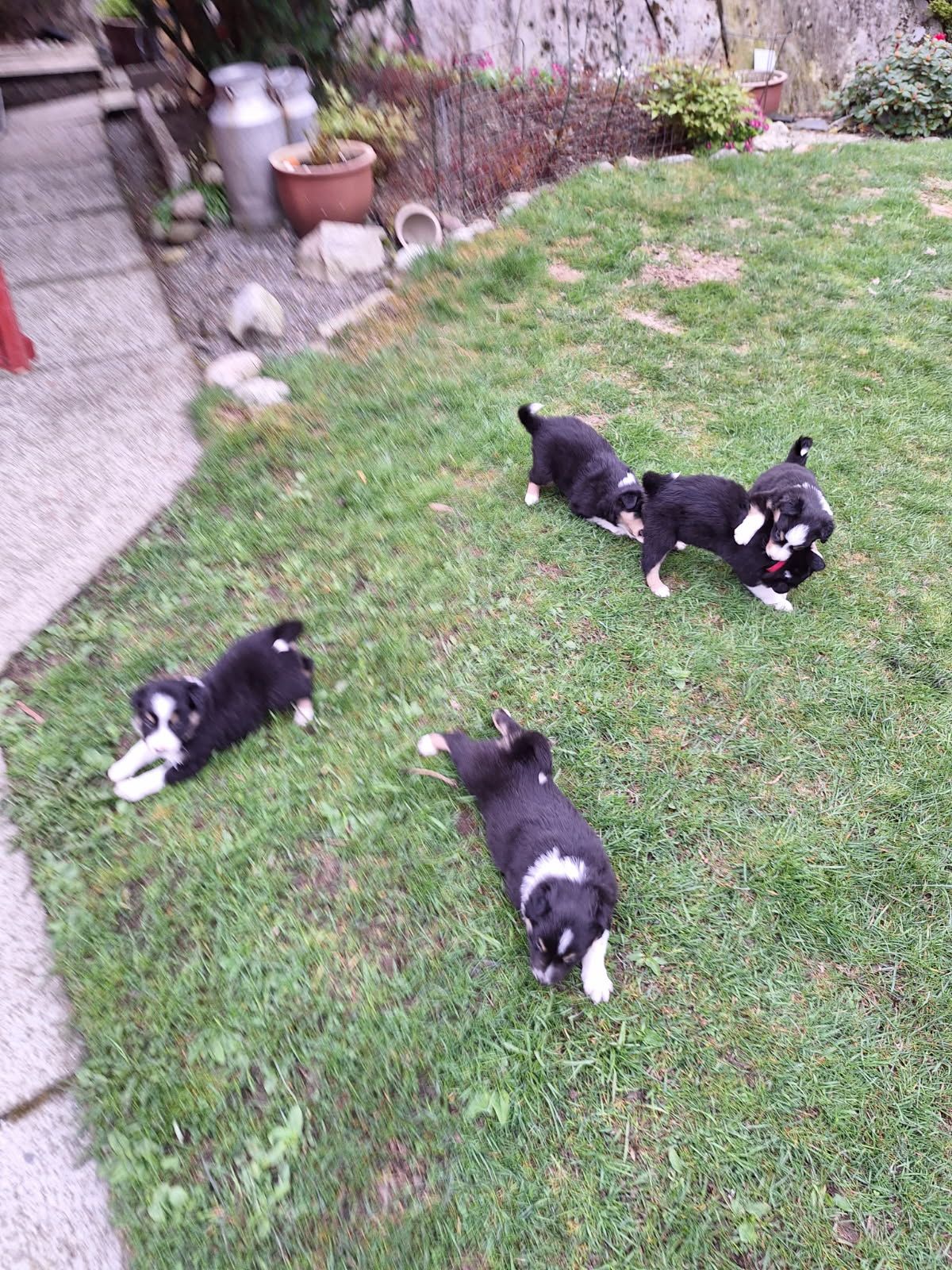 Border collie