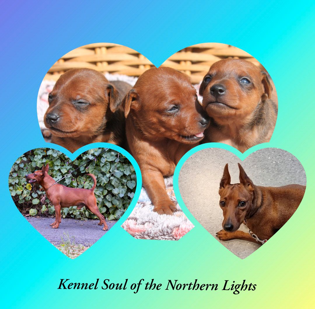 Dvergpinscher