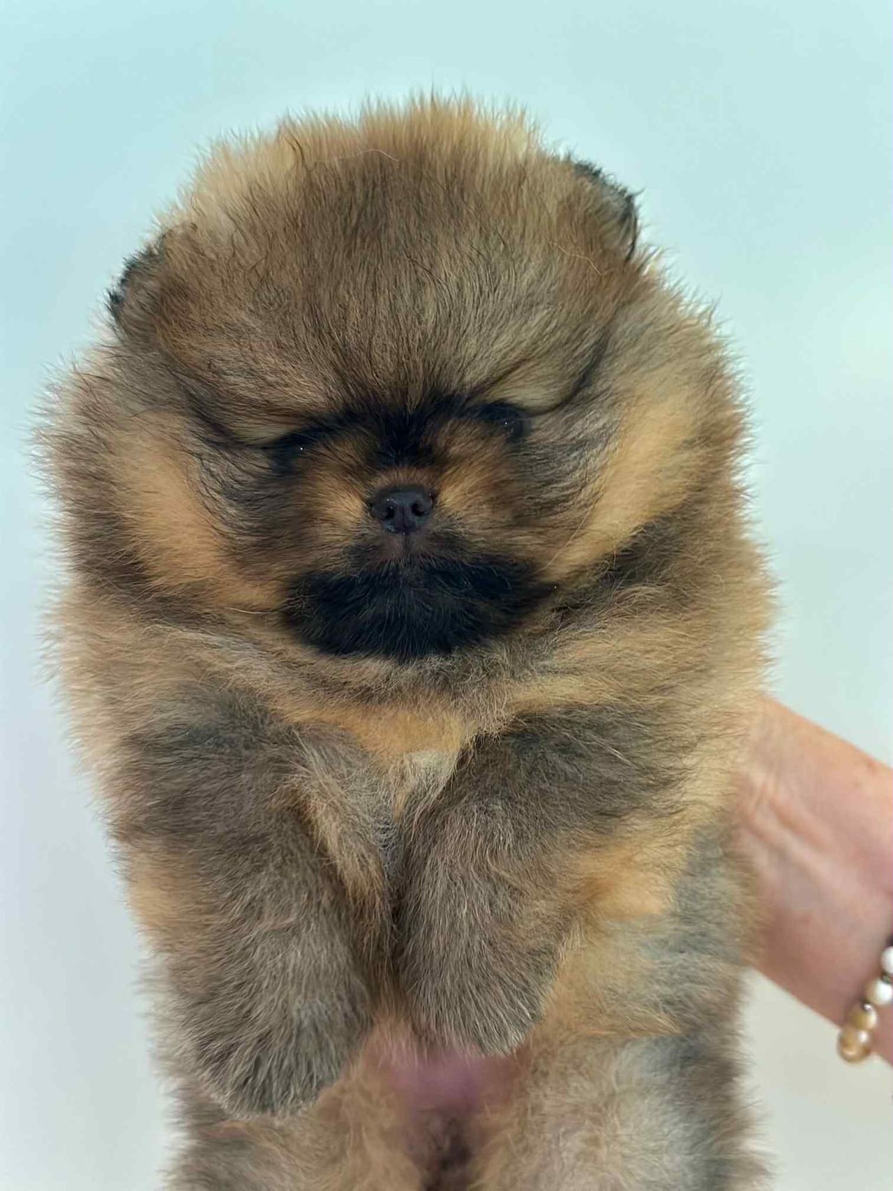 Pomeranian