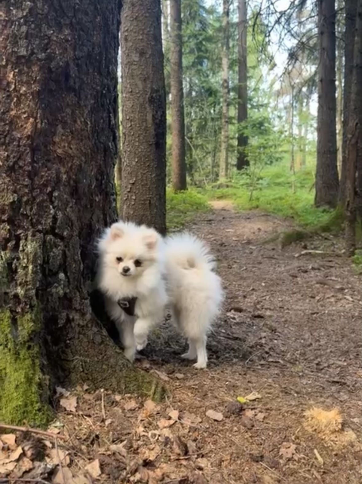 Pomeranian