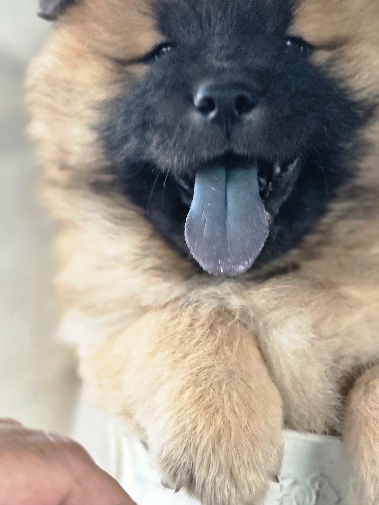 Eurasier