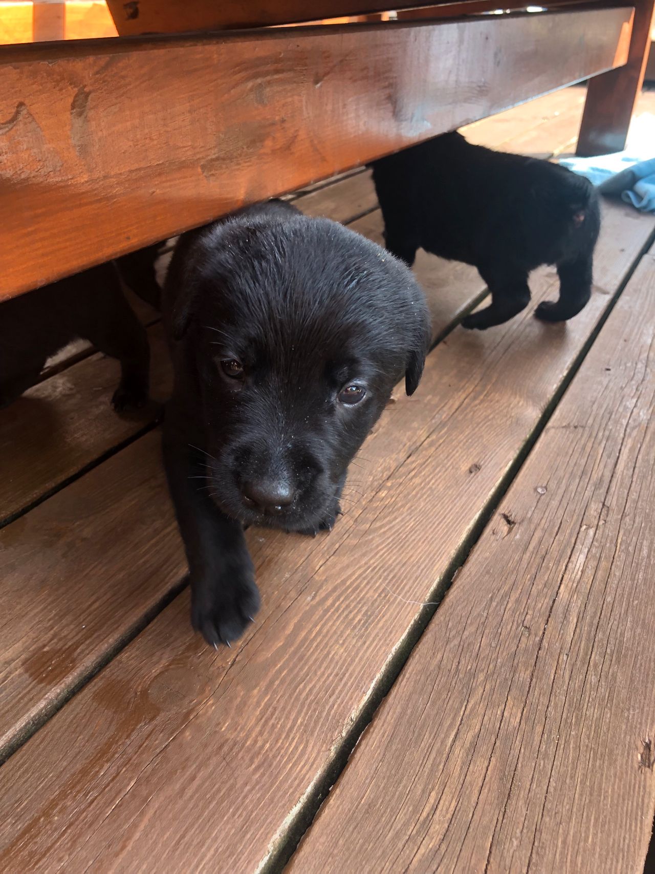 Labrador retriever