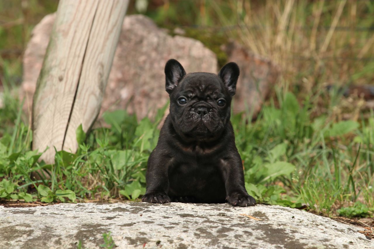 Fransk bulldog