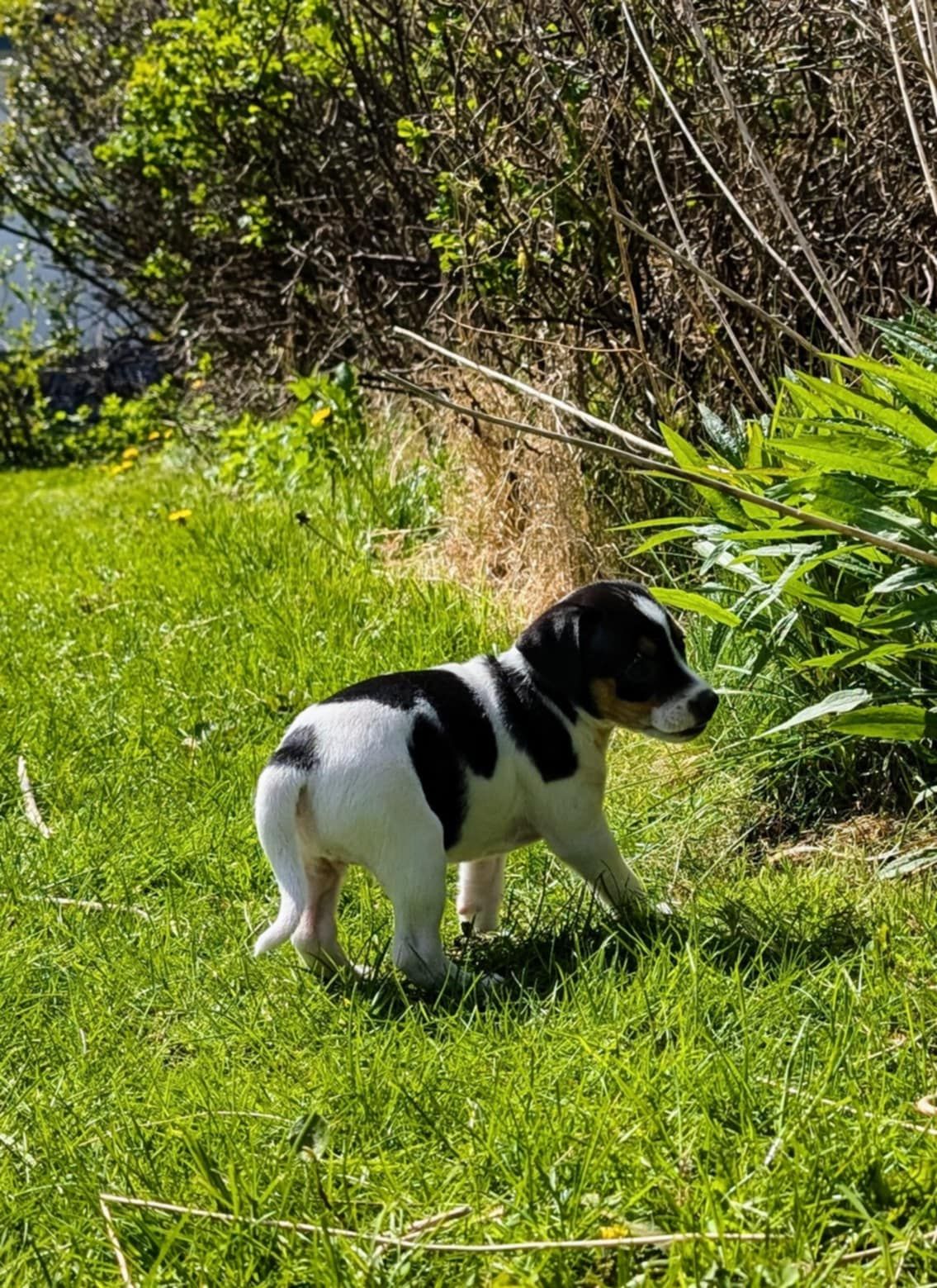 Dansk-svensk gårdshund