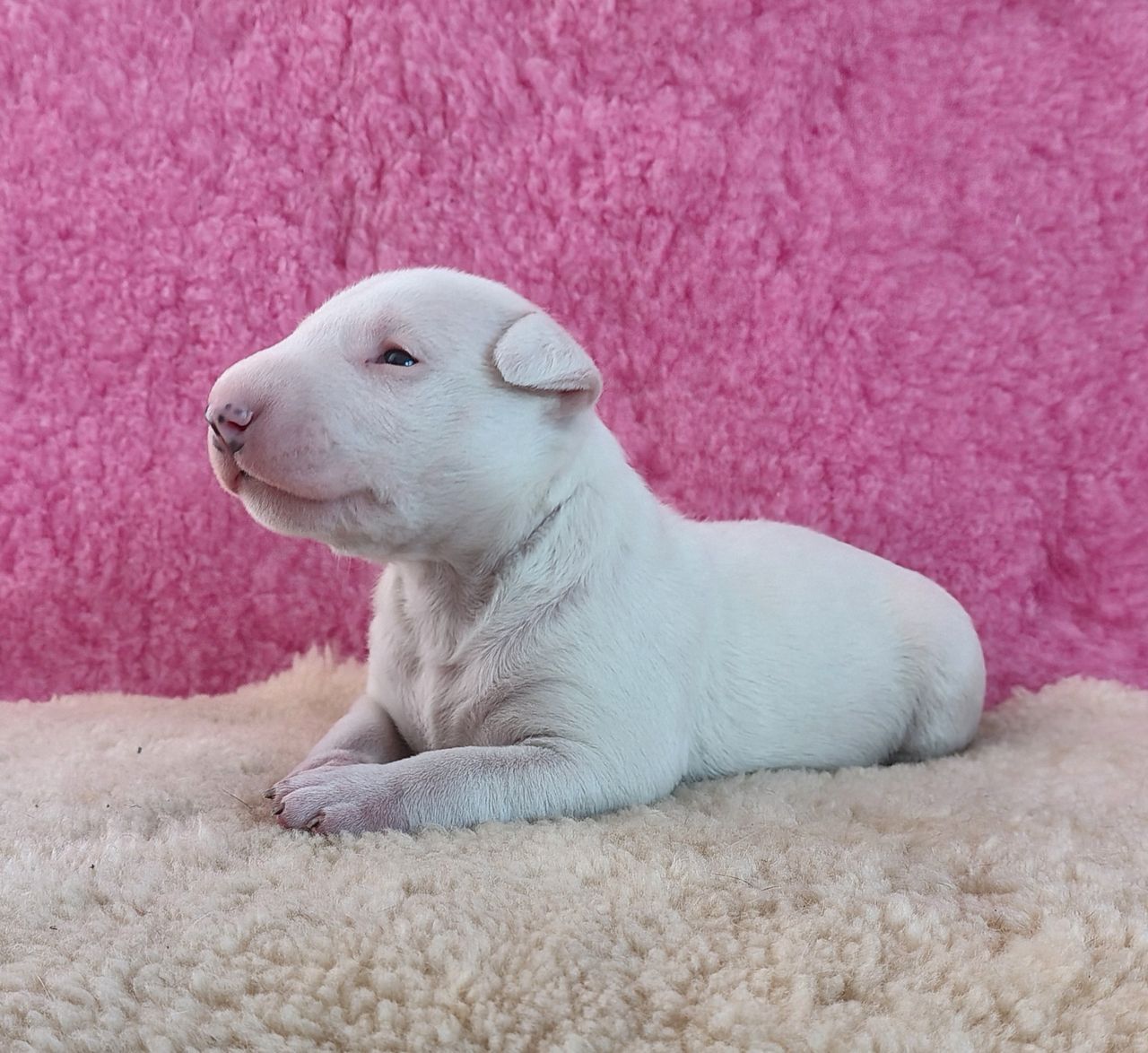 Bull terrier