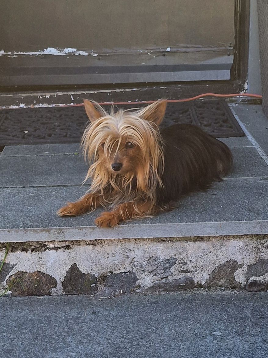 Yorkshire terrier