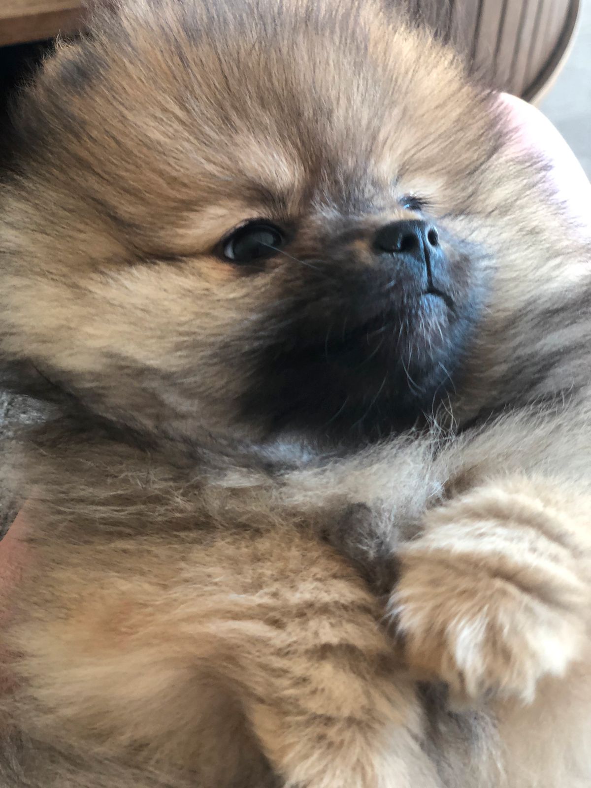 Pomeranian
