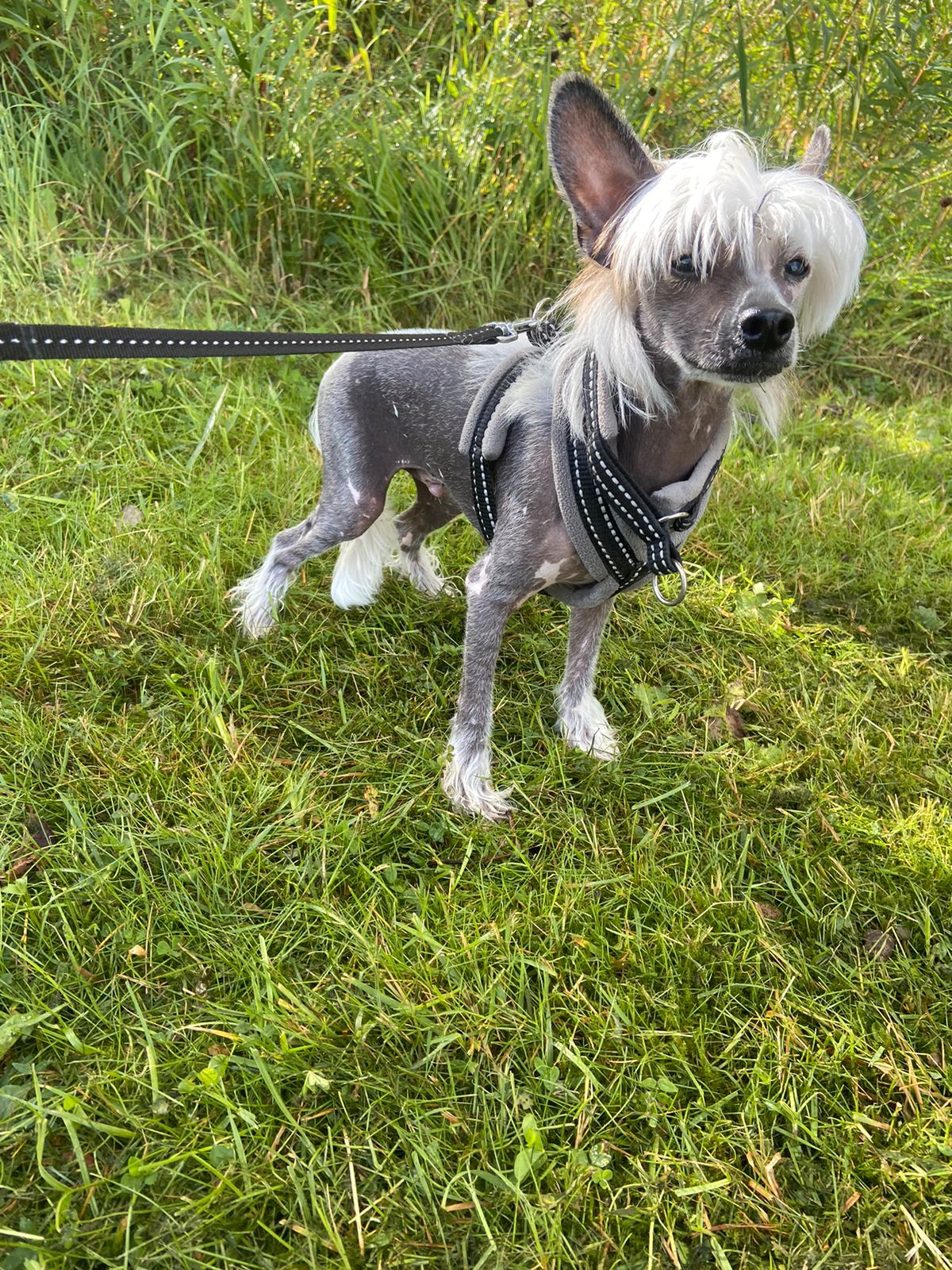 Chinese crested
