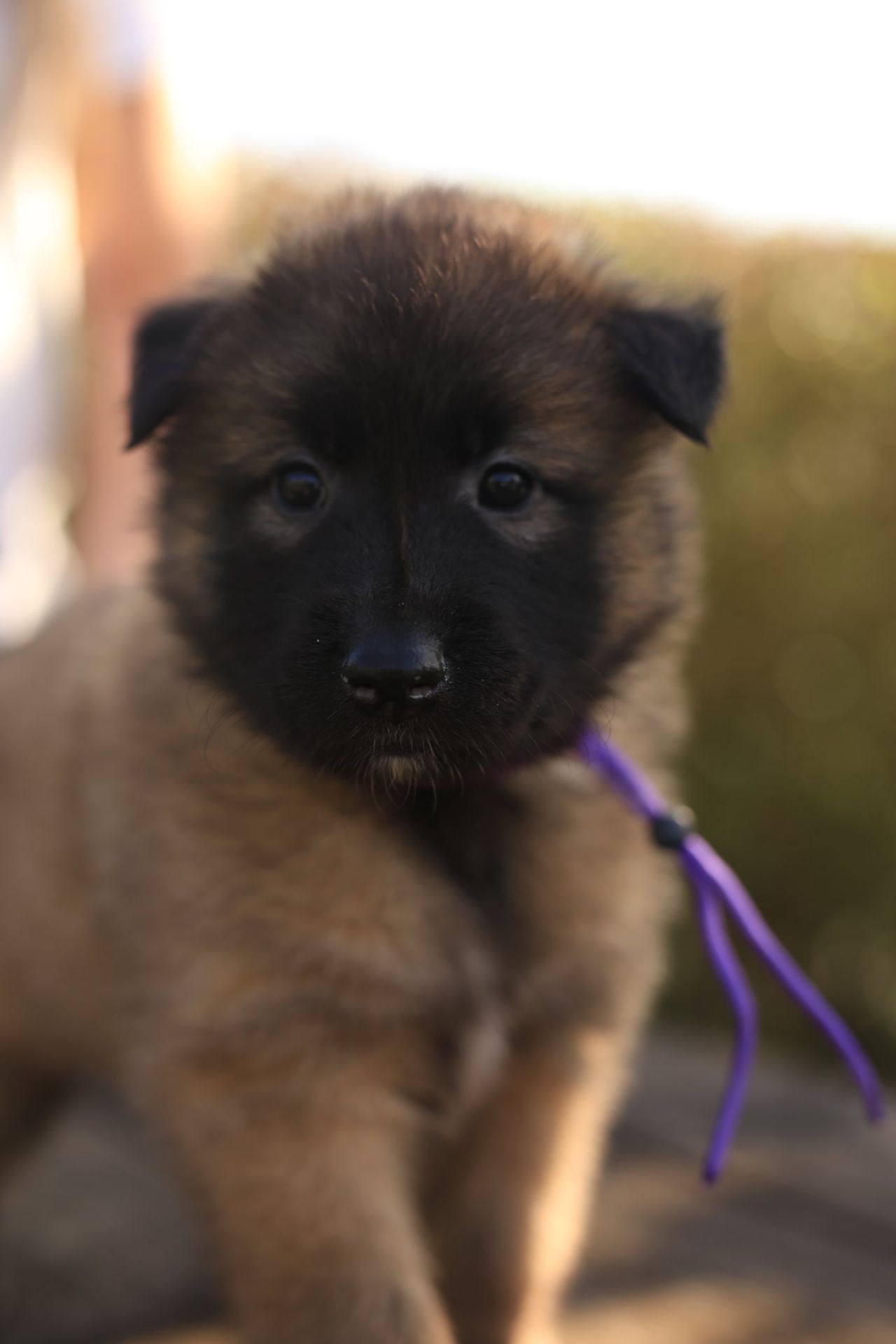 Belgisk fårehund, tervueren