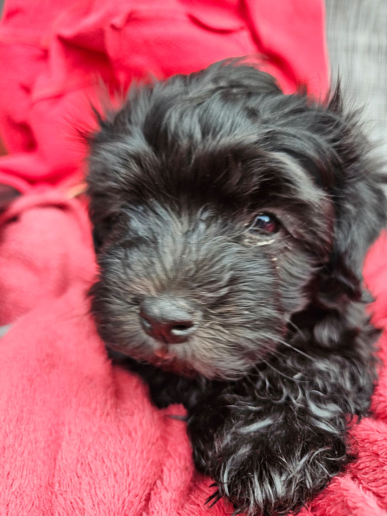 Bichon havanais