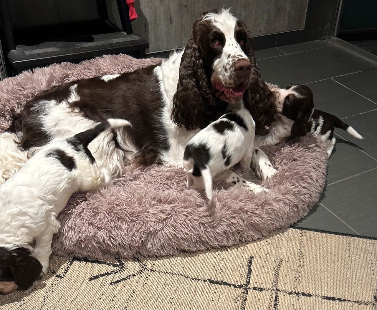 Engelsk springer spaniel