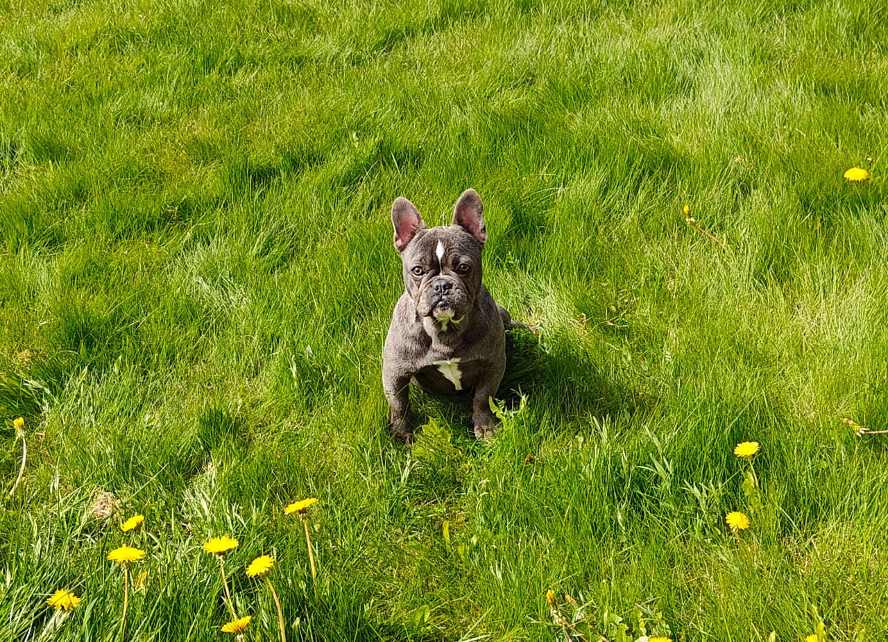 Fransk bulldog