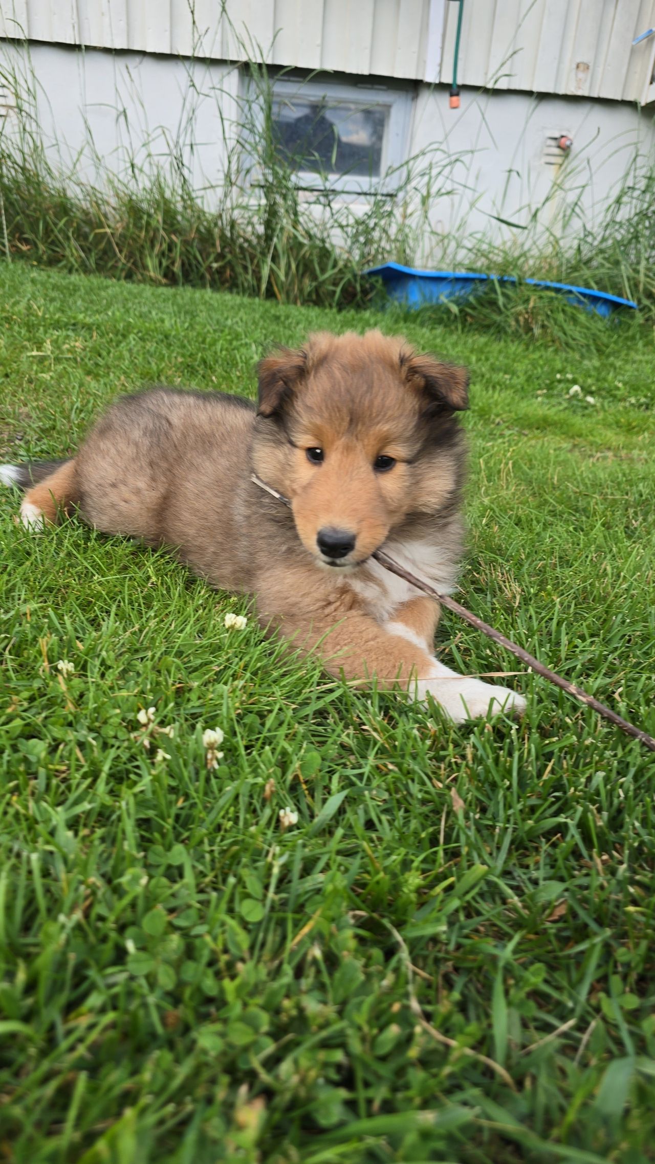 Shetland sheepdog