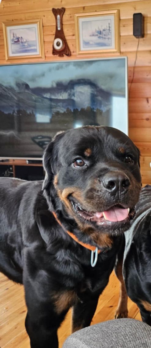 Rottweiler