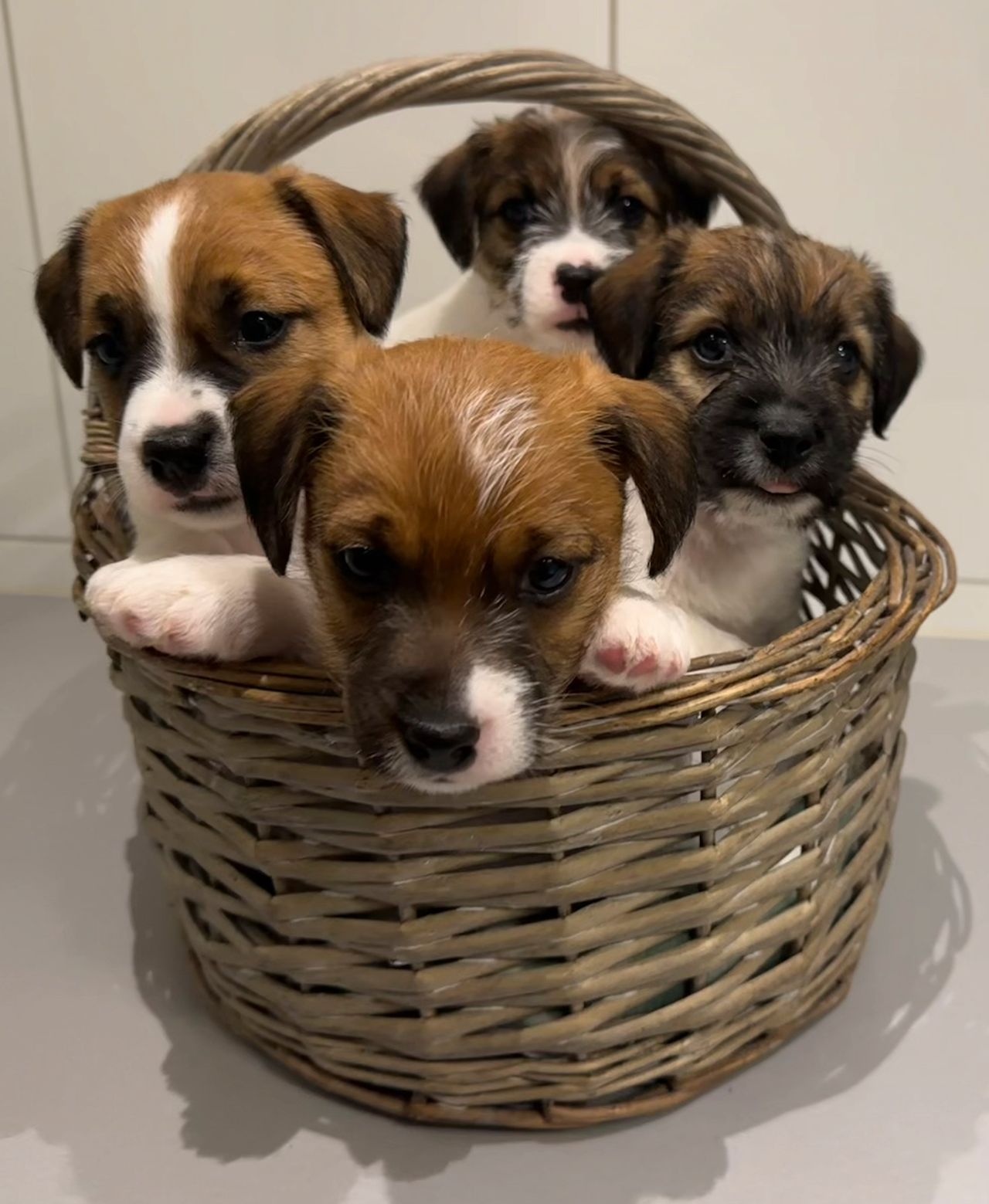 Jack russell terrier