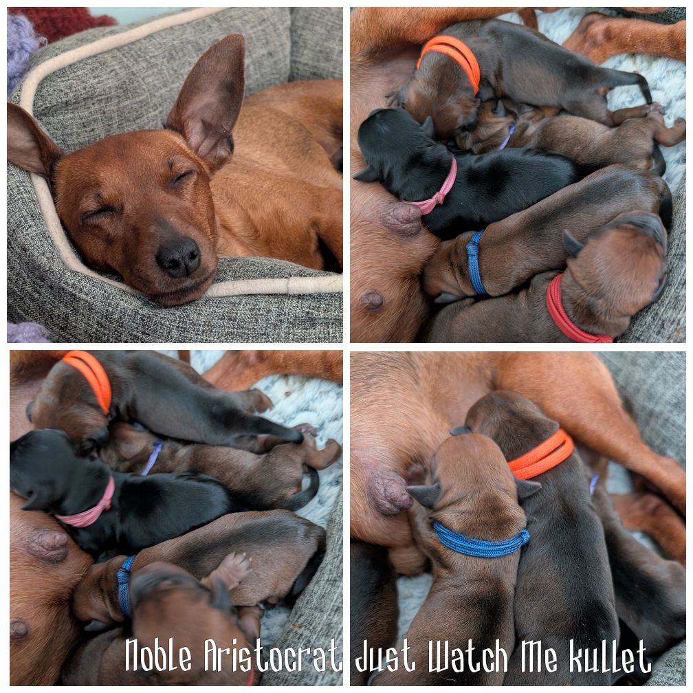 Dvergpinscher