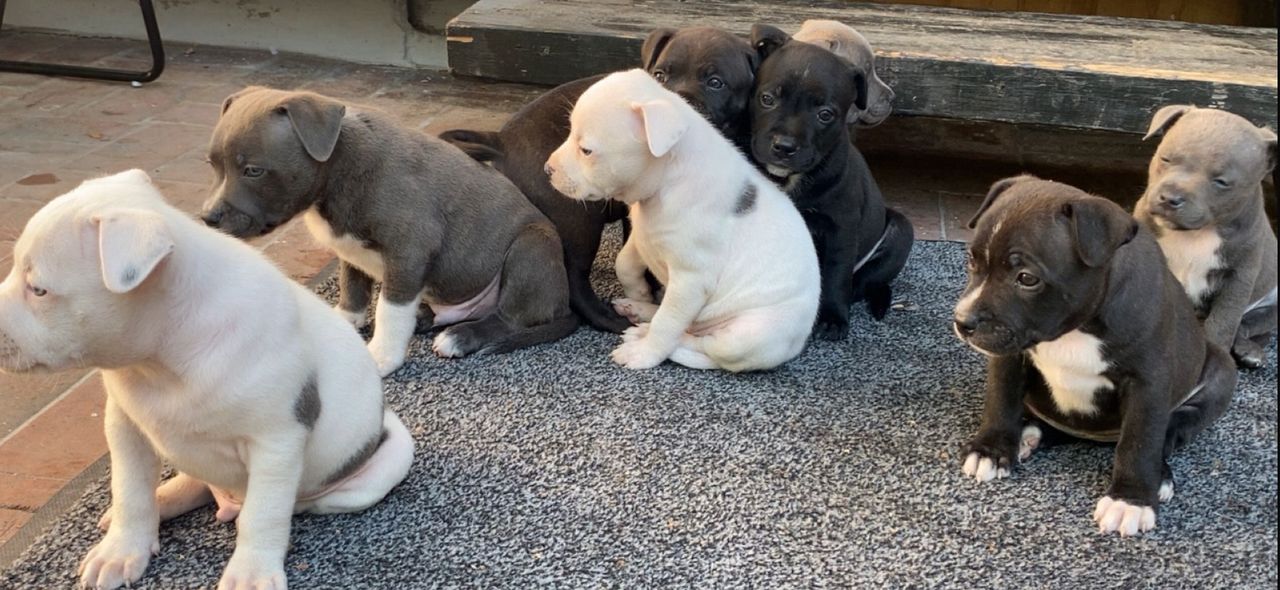 Staffordshire bull terrier