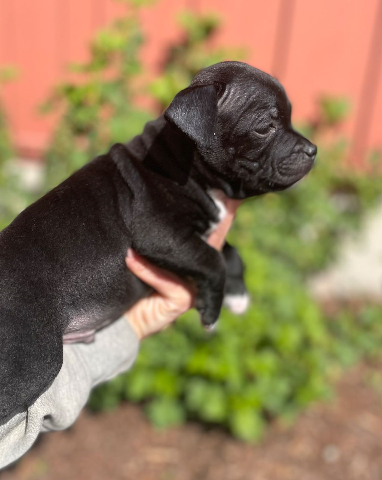 Staffordshire bull terrier