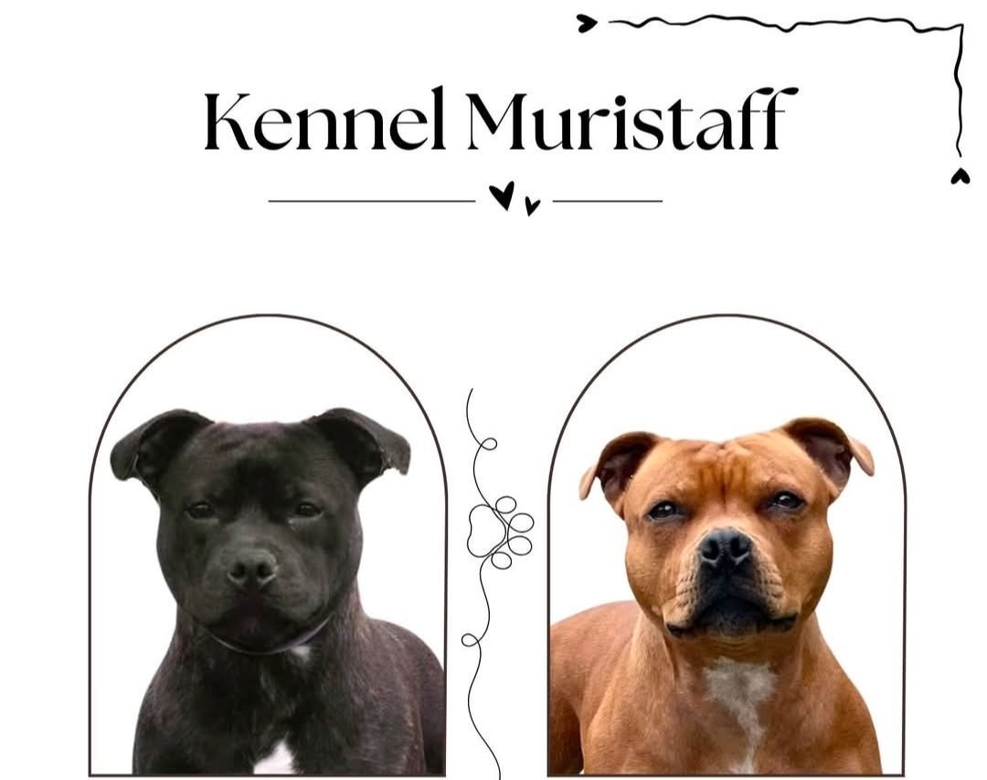Staffordshire bull terrier