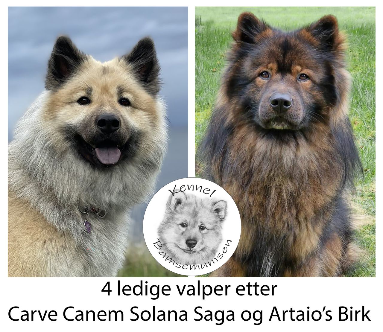 Eurasier