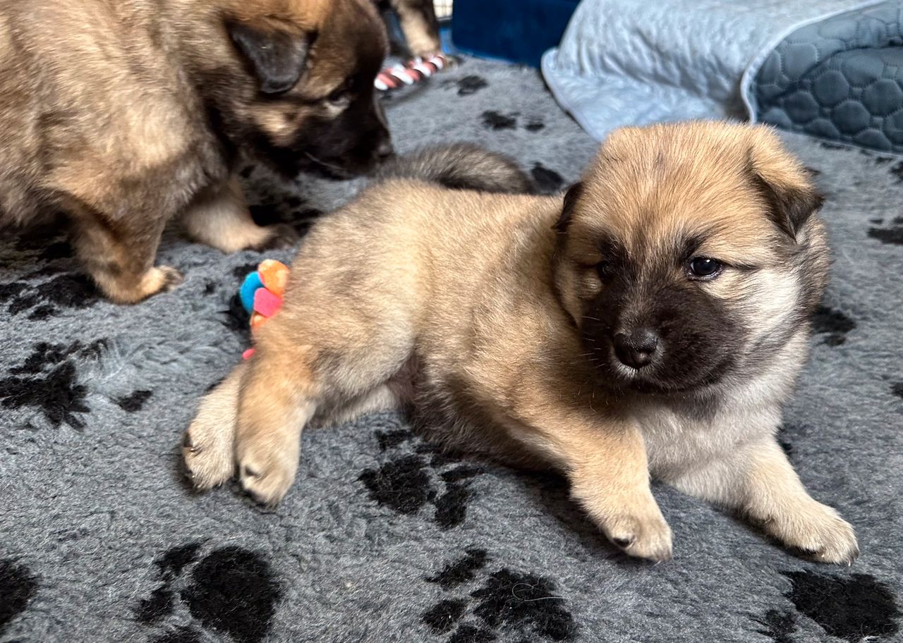 Eurasier