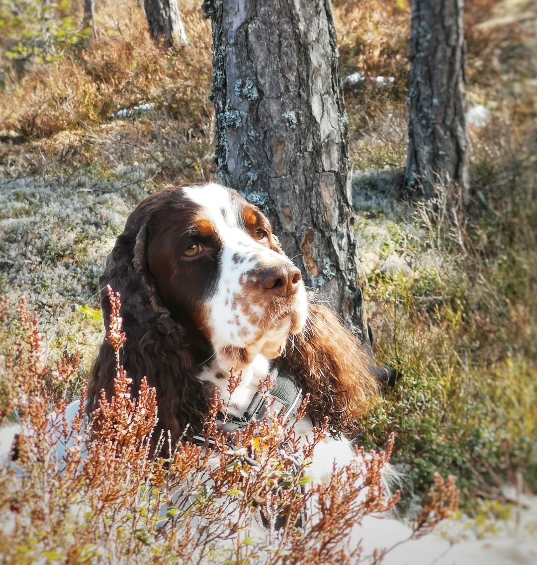 Engelsk springer spaniel