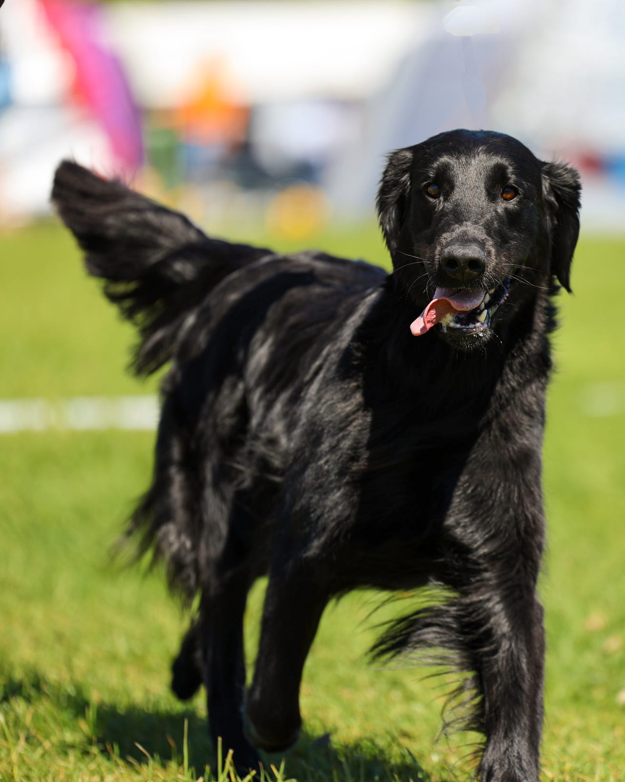 Flat coated retriever