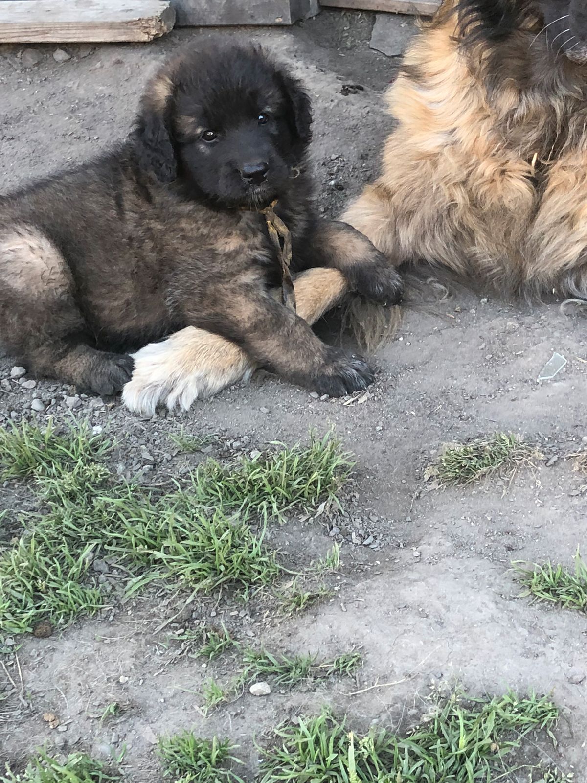 Leonberger