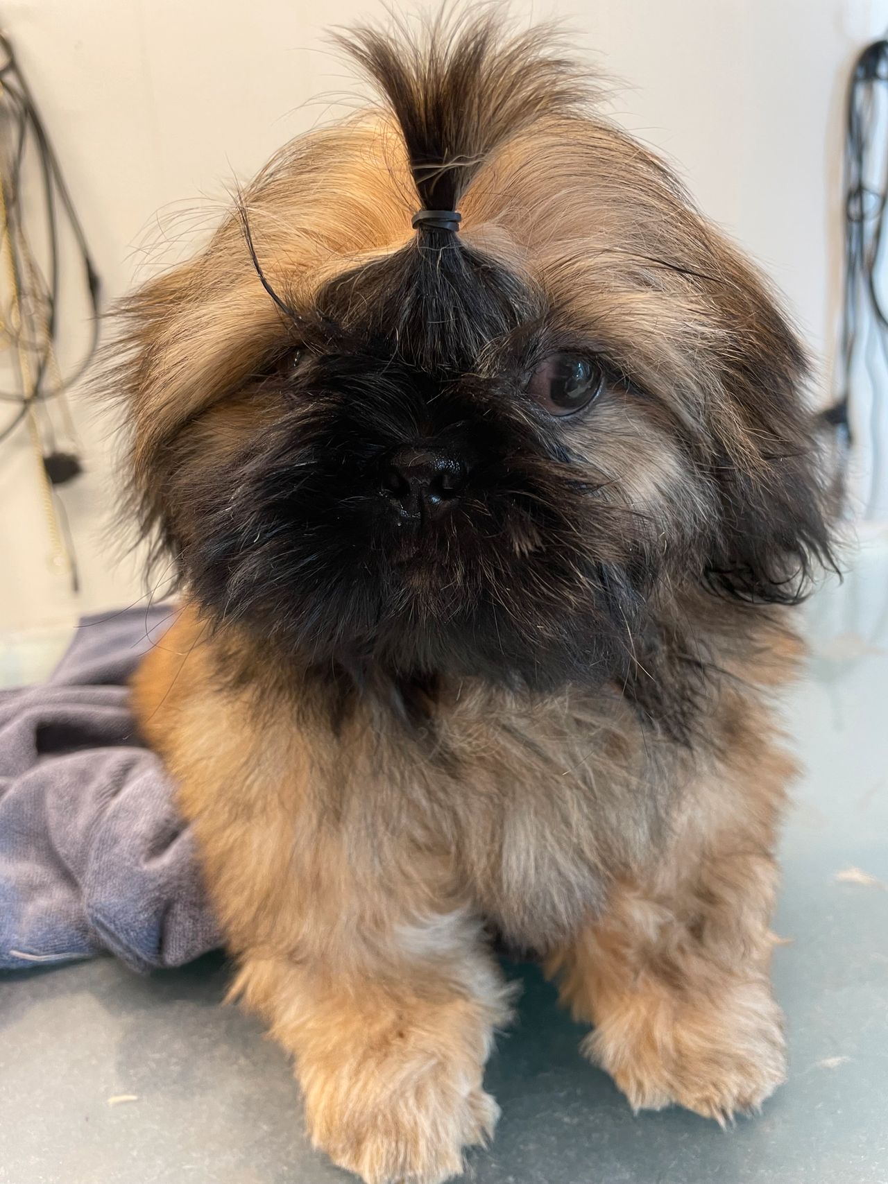 Shih tzu