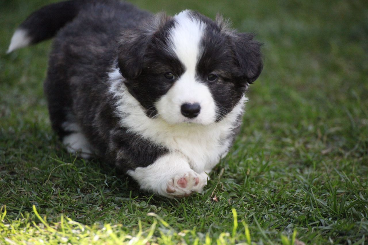Welsh corgi cardigan