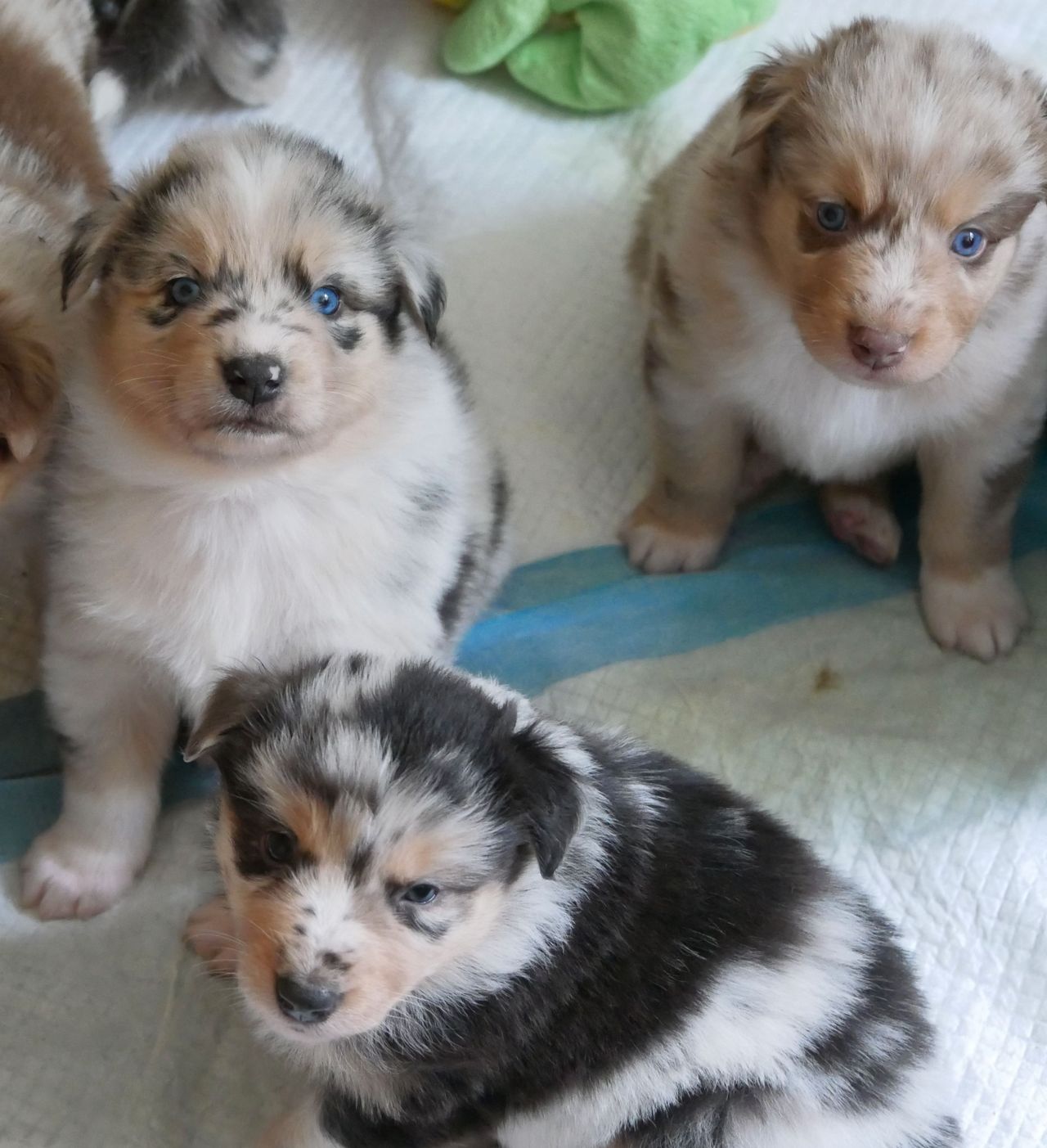 Australian shepherd