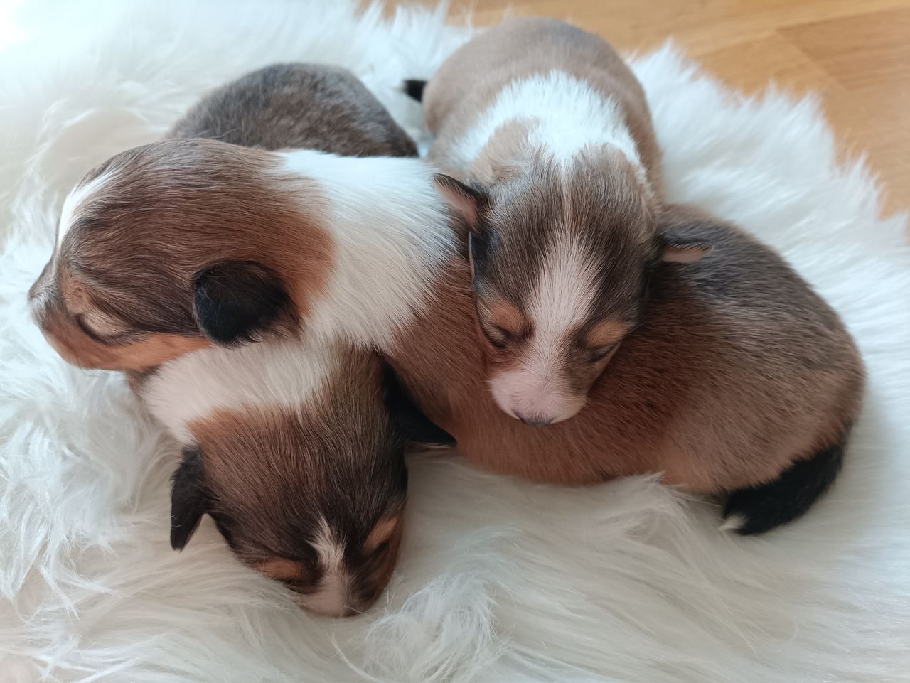 Shetland sheepdog