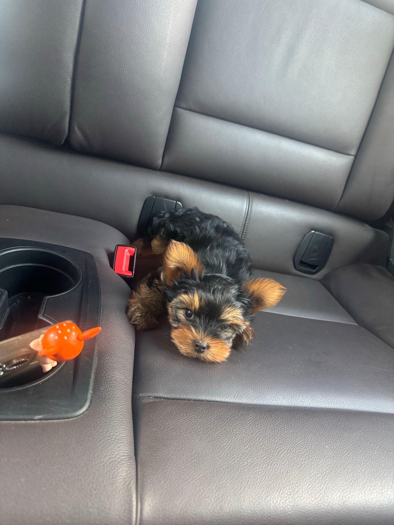 Yorkshire terrier
