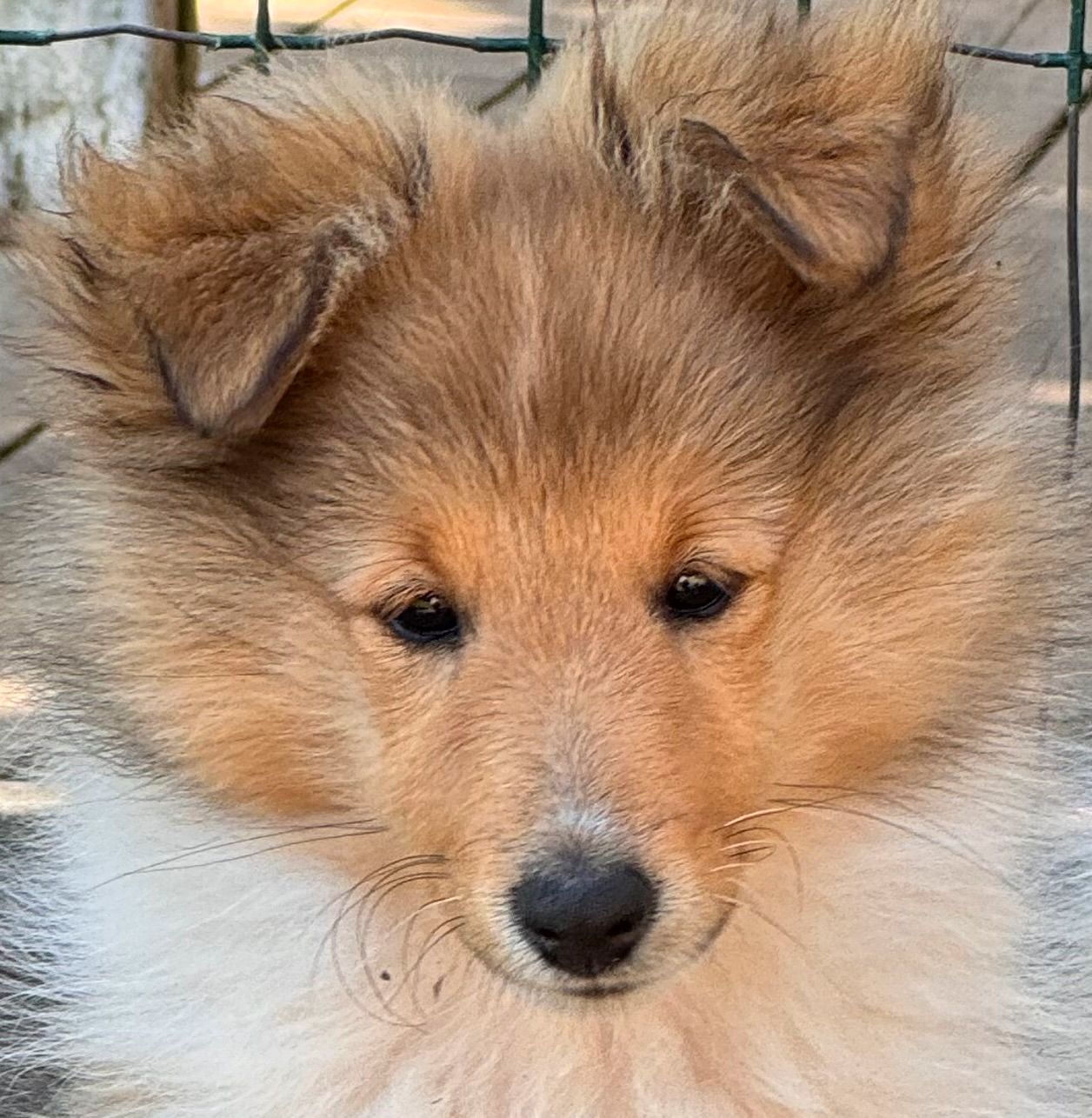 Shetland sheepdog
